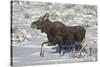 Moose (Alces Alces) Calf on a Winter Morning-James Hager-Stretched Canvas