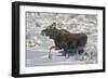 Moose (Alces Alces) Calf on a Winter Morning-James Hager-Framed Photographic Print