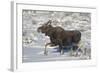 Moose (Alces Alces) Calf on a Winter Morning-James Hager-Framed Photographic Print