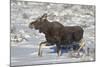 Moose (Alces Alces) Calf on a Winter Morning-James Hager-Mounted Photographic Print