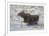 Moose (Alces Alces) Calf on a Winter Morning-James Hager-Framed Photographic Print