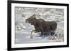 Moose (Alces Alces) Calf on a Winter Morning-James Hager-Framed Photographic Print