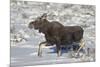 Moose (Alces Alces) Calf on a Winter Morning-James Hager-Mounted Photographic Print