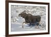 Moose (Alces Alces) Calf on a Winter Morning-James Hager-Framed Photographic Print