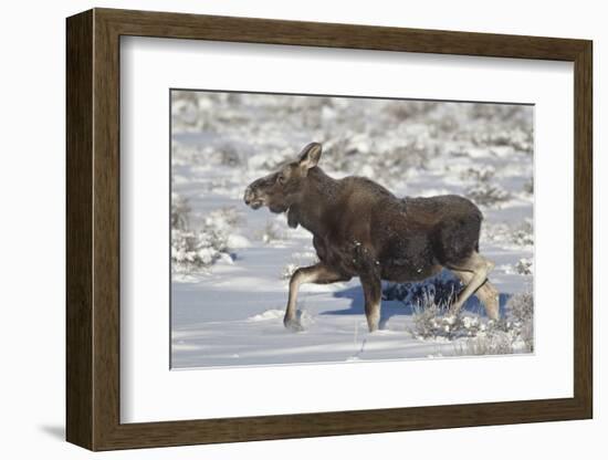 Moose (Alces Alces) Calf on a Winter Morning-James Hager-Framed Photographic Print