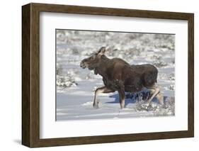 Moose (Alces Alces) Calf on a Winter Morning-James Hager-Framed Photographic Print