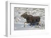 Moose (Alces Alces) Calf on a Winter Morning-James Hager-Framed Photographic Print