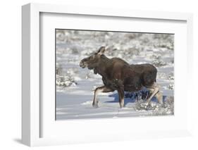 Moose (Alces Alces) Calf on a Winter Morning-James Hager-Framed Photographic Print