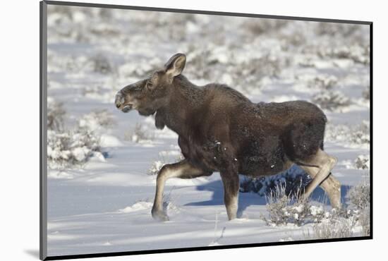 Moose (Alces Alces) Calf on a Winter Morning-James Hager-Mounted Photographic Print