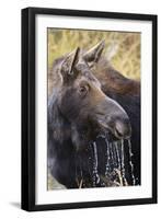 Moose (Alces Alces) Cow Dribbles after Feeding, Autumn (Fall), Grand Teton National Park-Eleanor Scriven-Framed Premium Photographic Print