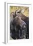 Moose (Alces Alces) Cow Dribbles after Feeding, Autumn (Fall), Grand Teton National Park-Eleanor Scriven-Framed Premium Photographic Print