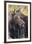 Moose (Alces Alces) Cow Dribbles after Feeding, Autumn (Fall), Grand Teton National Park-Eleanor Scriven-Framed Photographic Print