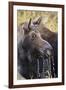 Moose (Alces Alces) Cow Dribbles after Feeding, Autumn (Fall), Grand Teton National Park-Eleanor Scriven-Framed Photographic Print