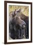 Moose (Alces Alces) Cow Dribbles after Feeding, Autumn (Fall), Grand Teton National Park-Eleanor Scriven-Framed Photographic Print