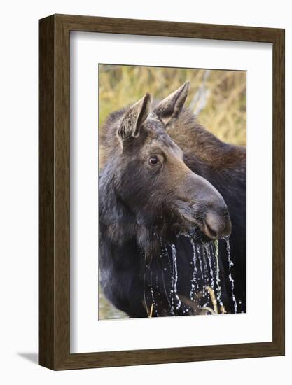 Moose (Alces Alces) Cow Dribbles after Feeding, Autumn (Fall), Grand Teton National Park-Eleanor Scriven-Framed Photographic Print