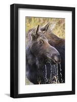 Moose (Alces Alces) Cow Dribbles after Feeding, Autumn (Fall), Grand Teton National Park-Eleanor Scriven-Framed Photographic Print