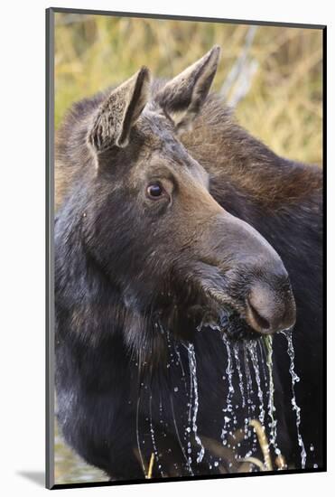 Moose (Alces Alces) Cow Dribbles after Feeding, Autumn (Fall), Grand Teton National Park-Eleanor Scriven-Mounted Photographic Print