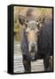 Moose (Alces Alces) Cow in Pond Breaks from Filter Feeding and Stares at Camera-Eleanor-Framed Stretched Canvas