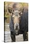 Moose (Alces Alces) Cow in Pond Breaks from Filter Feeding and Stares at Camera-Eleanor-Stretched Canvas