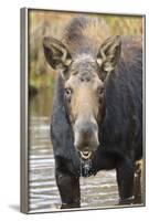 Moose (Alces Alces) Cow in Pond Breaks from Filter Feeding and Stares at Camera-Eleanor-Framed Photographic Print