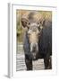 Moose (Alces Alces) Cow in Pond Breaks from Filter Feeding and Stares at Camera-Eleanor-Framed Photographic Print