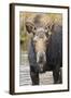 Moose (Alces Alces) Cow in Pond Breaks from Filter Feeding and Stares at Camera-Eleanor-Framed Photographic Print
