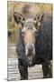 Moose (Alces Alces) Cow in Pond Breaks from Filter Feeding and Stares at Camera-Eleanor-Mounted Photographic Print