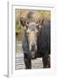 Moose (Alces Alces) Cow in Pond Breaks from Filter Feeding and Stares at Camera-Eleanor-Framed Photographic Print