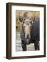 Moose (Alces Alces) Cow in Pond Breaks from Filter Feeding and Stares at Camera-Eleanor-Framed Photographic Print