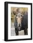 Moose (Alces Alces) Cow in Pond Breaks from Filter Feeding and Stares at Camera-Eleanor-Framed Photographic Print