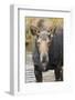 Moose (Alces Alces) Cow in Pond Breaks from Filter Feeding and Stares at Camera-Eleanor-Framed Photographic Print