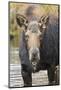 Moose (Alces Alces) Cow in Pond Breaks from Filter Feeding and Stares at Camera-Eleanor-Mounted Photographic Print