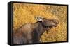 Moose (Alces Alces) Cow in Profile-Eleanor-Framed Stretched Canvas