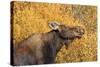 Moose (Alces Alces) Cow in Profile-Eleanor-Stretched Canvas