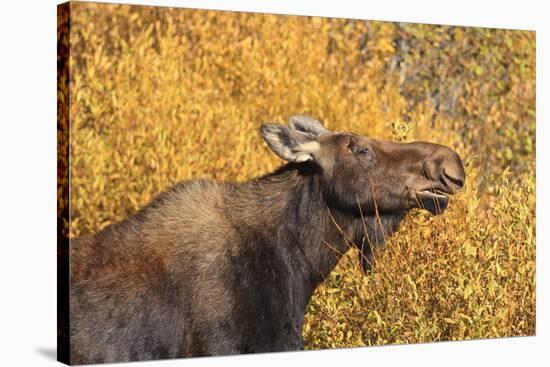 Moose (Alces Alces) Cow in Profile-Eleanor-Stretched Canvas