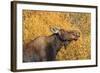 Moose (Alces Alces) Cow in Profile-Eleanor-Framed Photographic Print