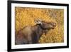 Moose (Alces Alces) Cow in Profile-Eleanor-Framed Photographic Print