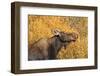 Moose (Alces Alces) Cow in Profile-Eleanor-Framed Photographic Print