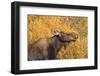 Moose (Alces Alces) Cow in Profile-Eleanor-Framed Photographic Print