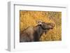 Moose (Alces Alces) Cow in Profile-Eleanor-Framed Photographic Print