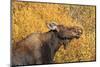 Moose (Alces Alces) Cow in Profile-Eleanor-Mounted Photographic Print