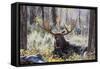 Moose (Alces Alces), Gros Ventre Valley, Grand Tetons National Park, Wyoming, U.S.A.-Gary Cook-Framed Stretched Canvas