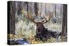 Moose (Alces Alces), Gros Ventre Valley, Grand Tetons National Park, Wyoming, U.S.A.-Gary Cook-Stretched Canvas