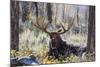 Moose (Alces Alces), Gros Ventre Valley, Grand Tetons National Park, Wyoming, U.S.A.-Gary Cook-Mounted Photographic Print