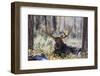 Moose (Alces Alces), Gros Ventre Valley, Grand Tetons National Park, Wyoming, U.S.A.-Gary Cook-Framed Photographic Print