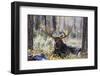 Moose (Alces Alces), Gros Ventre Valley, Grand Tetons National Park, Wyoming, U.S.A.-Gary Cook-Framed Photographic Print