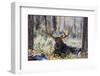 Moose (Alces Alces), Gros Ventre Valley, Grand Tetons National Park, Wyoming, U.S.A.-Gary Cook-Framed Photographic Print