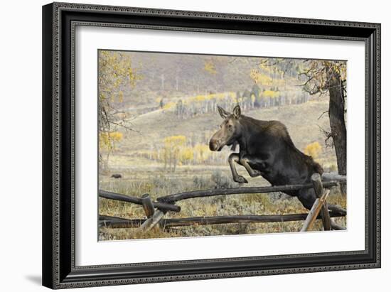 Moose (Alces Alces) Jumping a Fence, Grand Teton National Park, Wyoming, USA, October-George Sanker-Framed Photographic Print