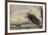 Moose (Alces Alces) Jumping a Fence, Grand Teton National Park, Wyoming, USA, October-George Sanker-Framed Photographic Print