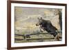 Moose (Alces Alces) Jumping a Fence, Grand Teton National Park, Wyoming, USA, October-George Sanker-Framed Photographic Print